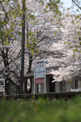 春　たにぐみぐち駅