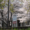 春　たにぐみぐち駅