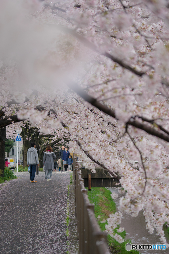 桜と夫婦　～春の日