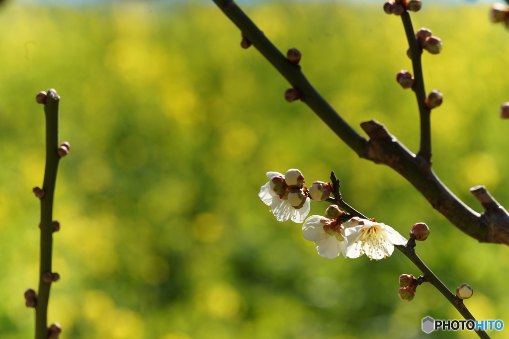 菜の花畑に梅の花