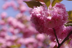 晩春の八重桜