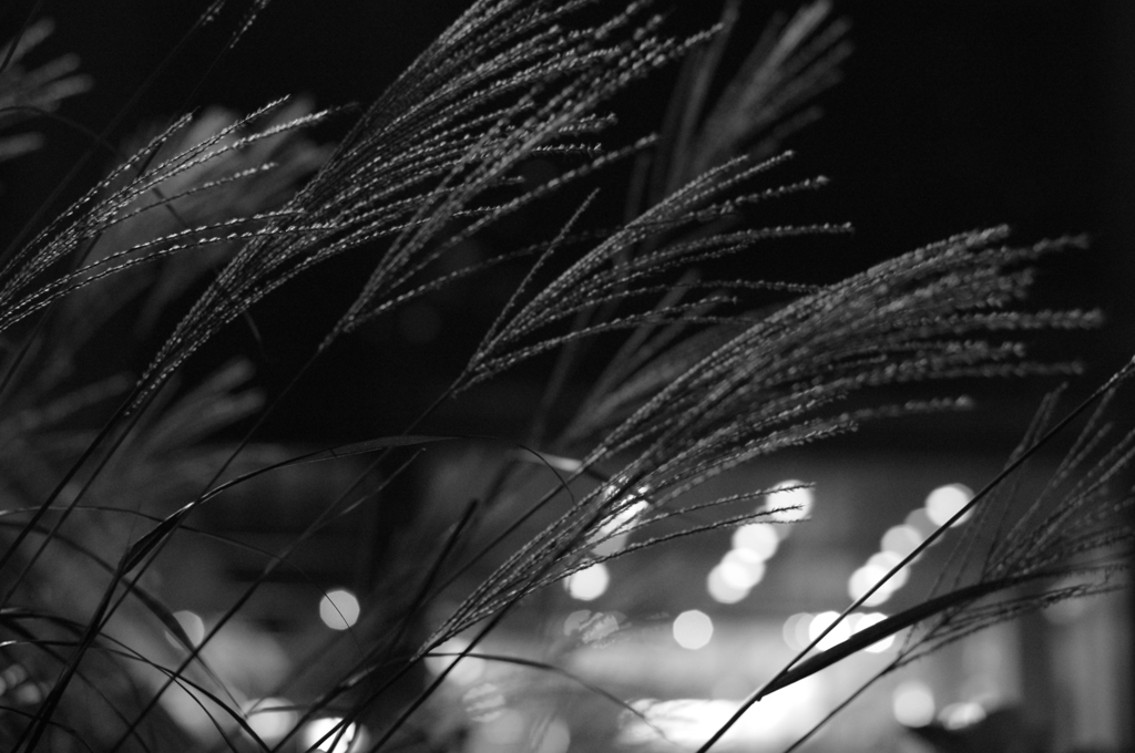 秋の夜
