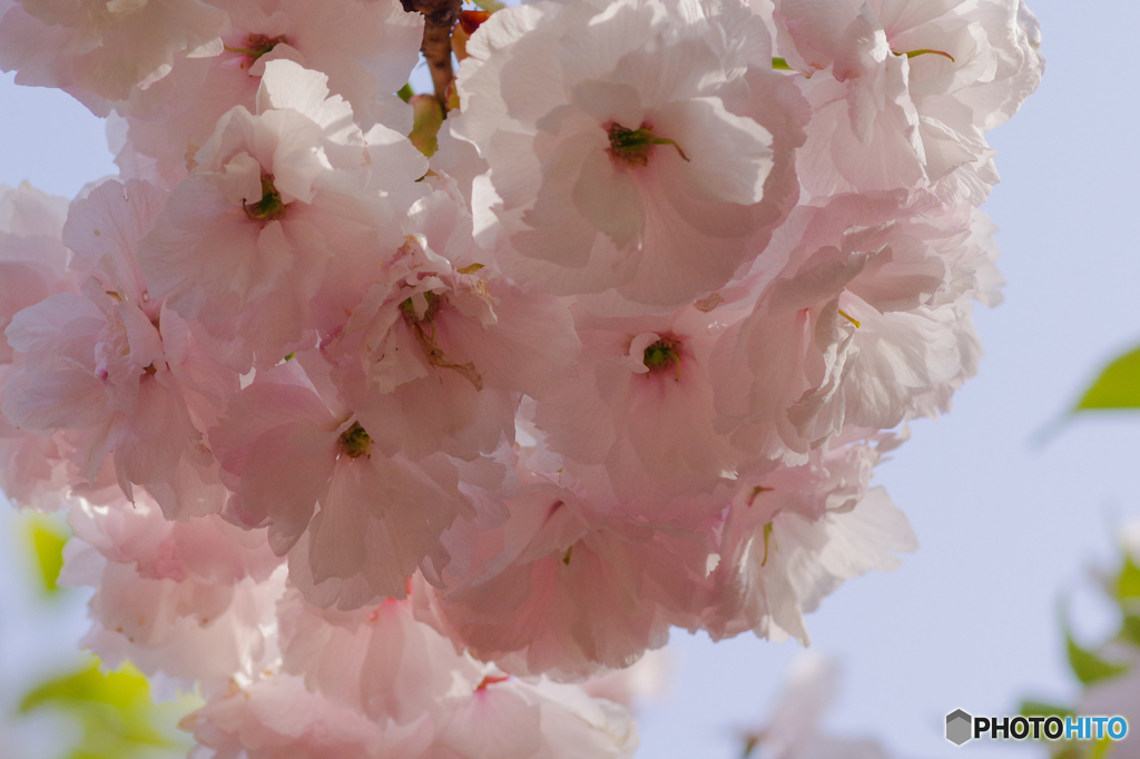 春に咲く花