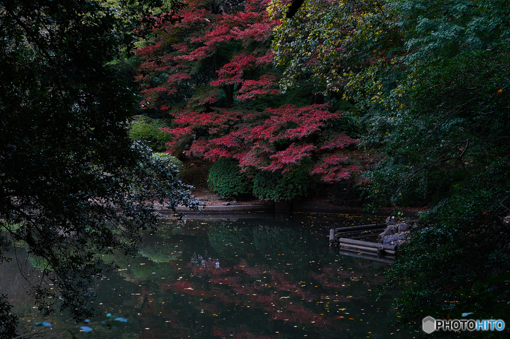 水辺の紅葉