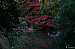 水辺の紅葉