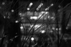 秋の夜２