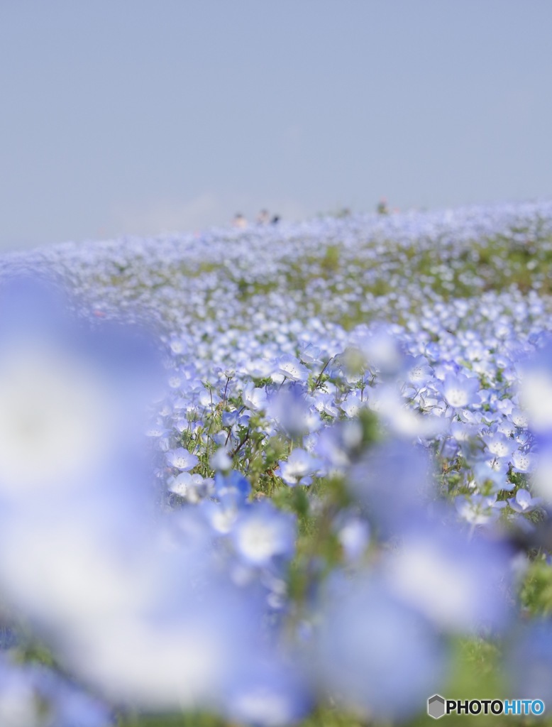 Nemophila