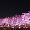 夜桜