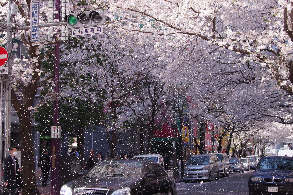 桜吹雪