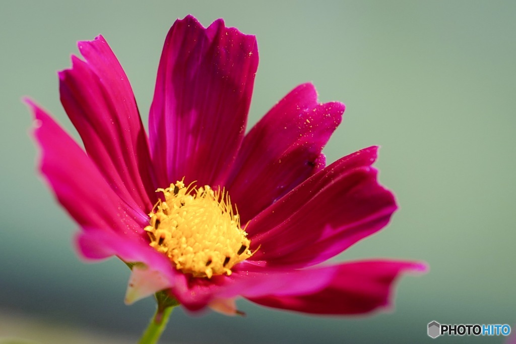 Red Cosmos