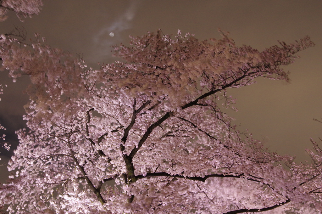 月と桜