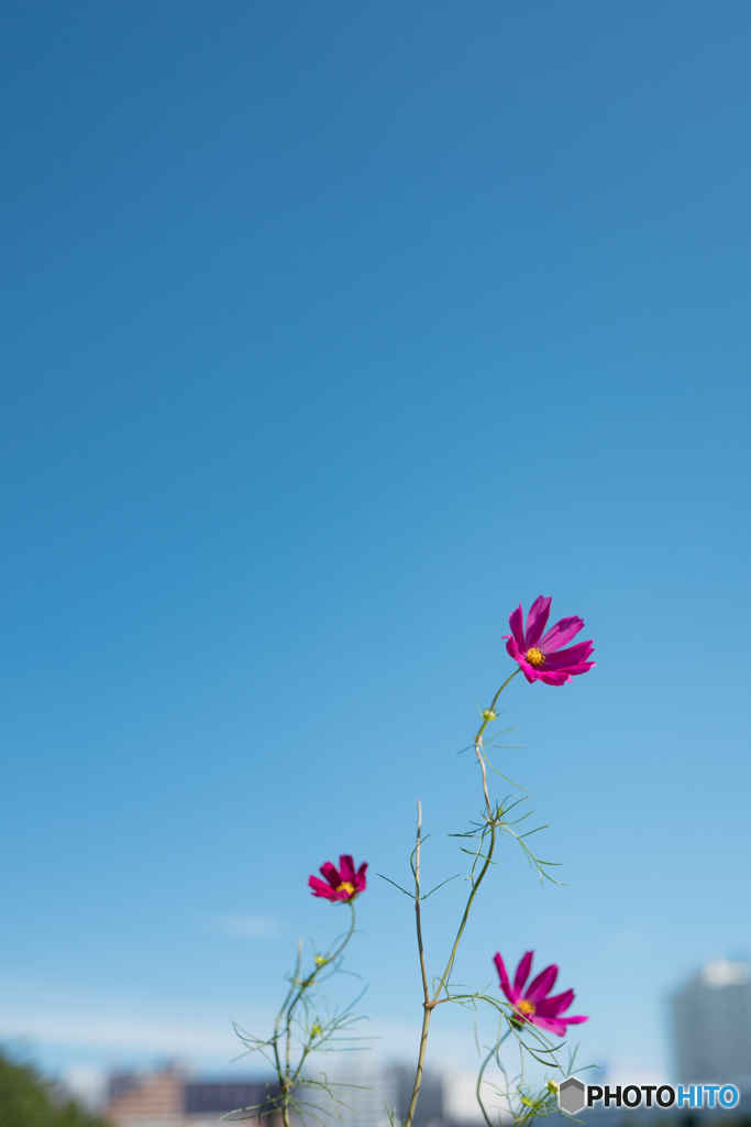 Cosmos