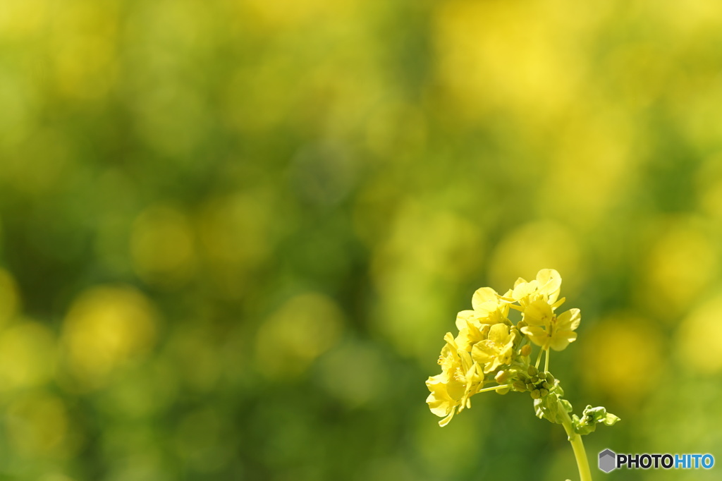 菜の花