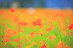 20140831_筑西明野ひまわり畑①