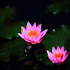 20140906_研究学園駅前公園