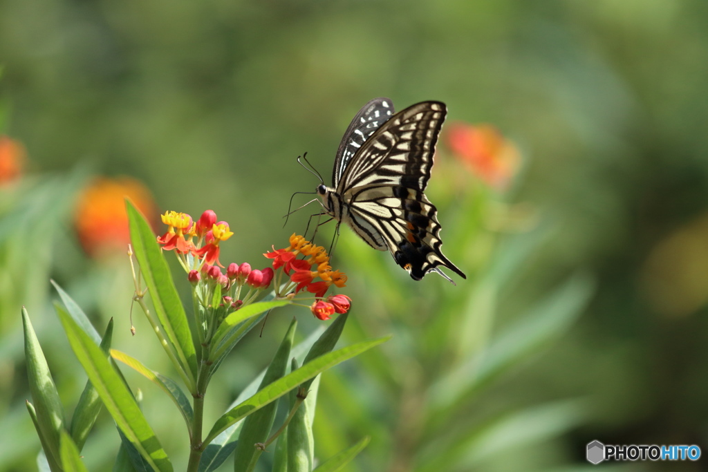 butterfly　No.2