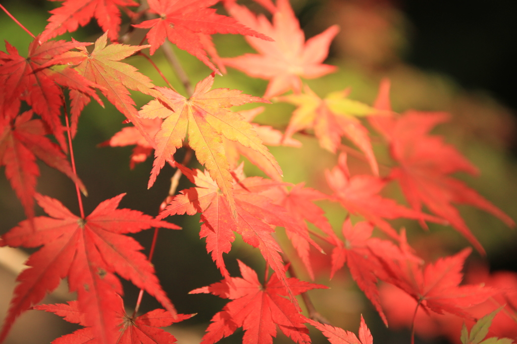 紅葉Ｎｏ．２