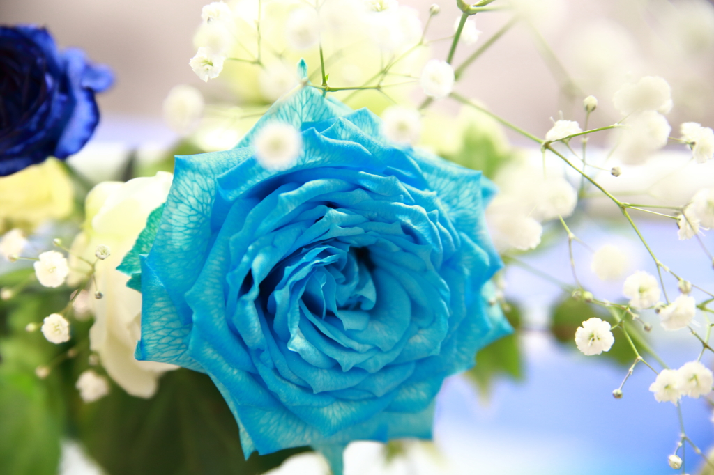 BLUE ROSE