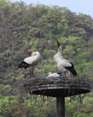 コウノトリの親子  両親雄叫び