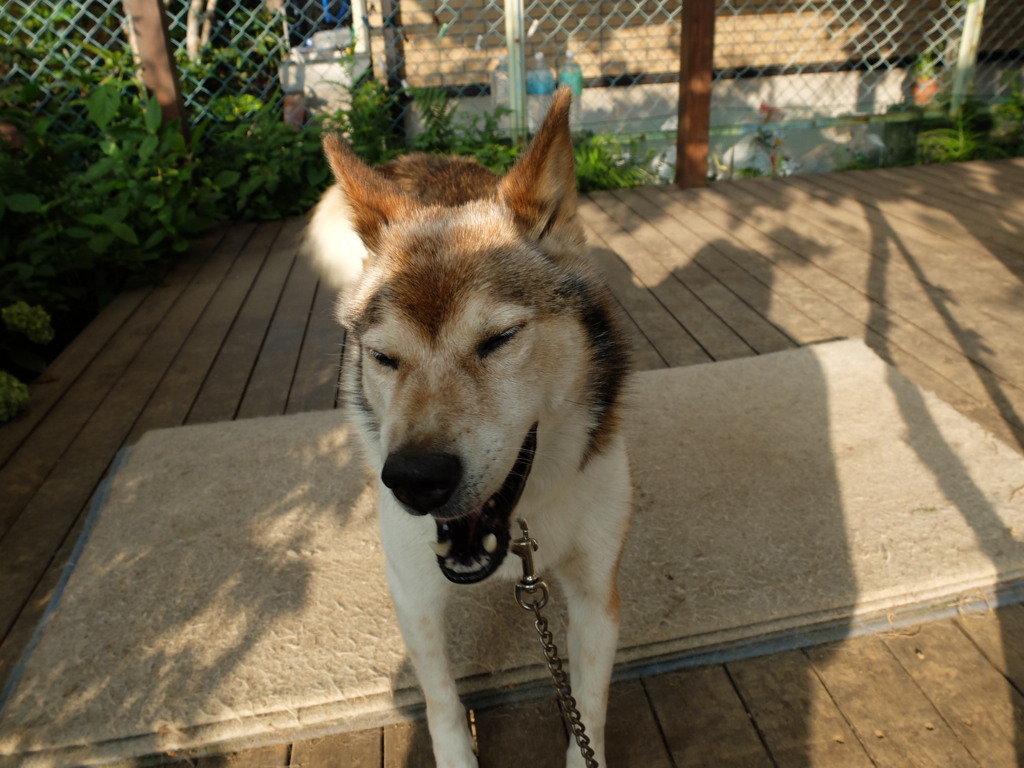 散歩？めんど～い