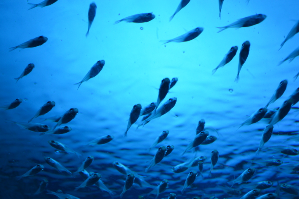 青い魚