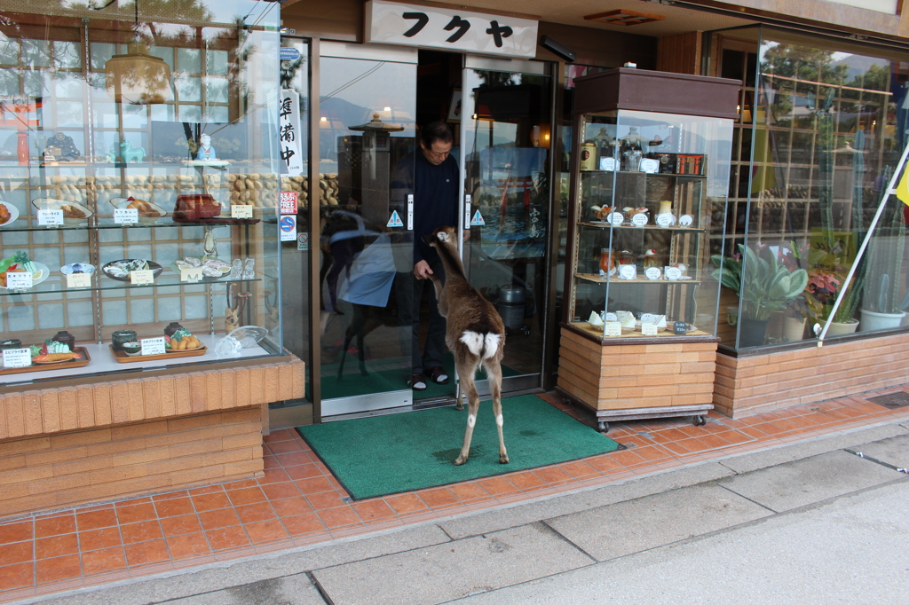 鹿1名様ご来店！？