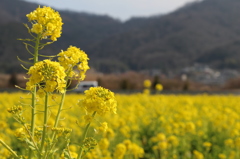 菜の花