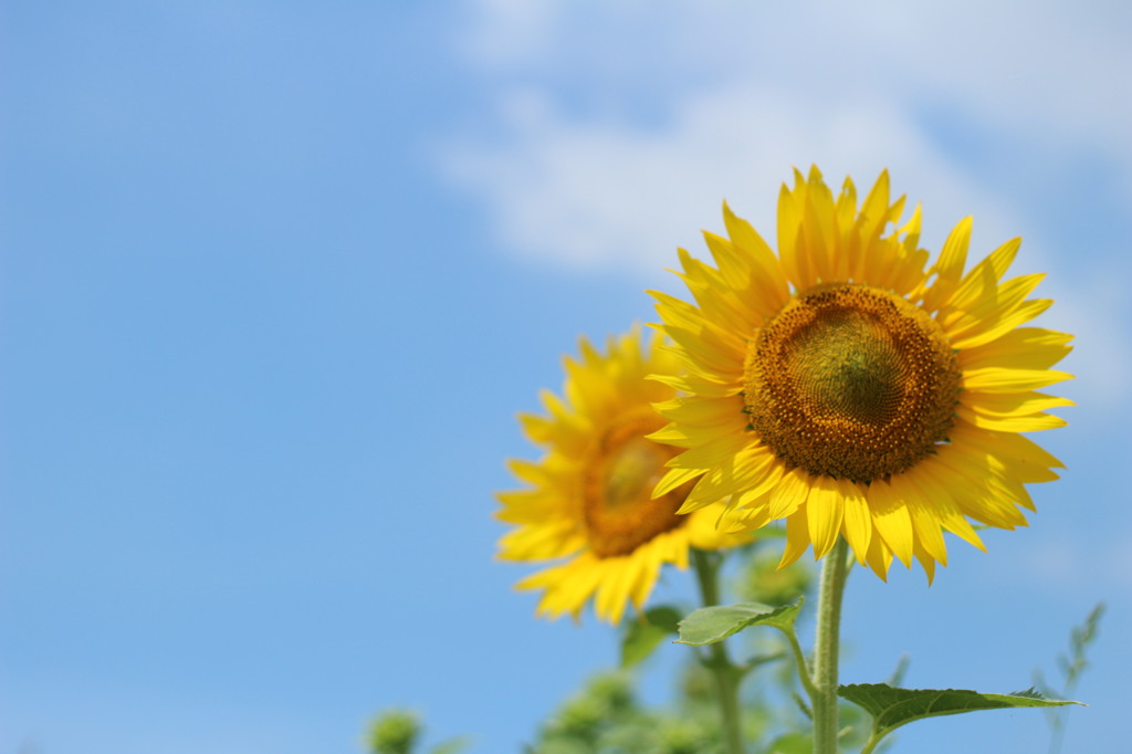 夏の匂い