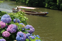 紫陽花と舟