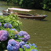 紫陽花と舟