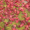 紅葉と苔