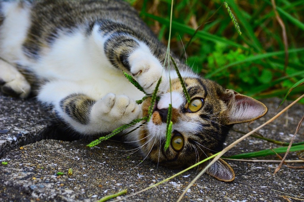 ダブルズームねこ1