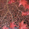 2013-12-06 万博公園 125