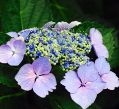 紫陽花つぶつふ 