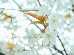 山桜ふわり