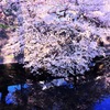艶桜