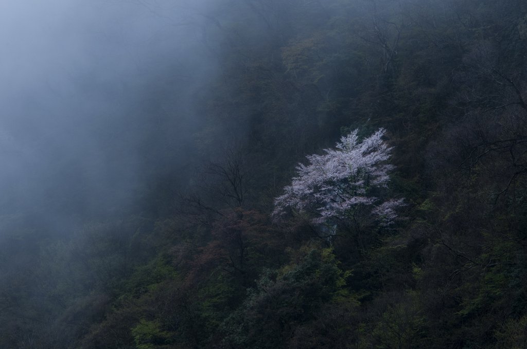 霧中の一木