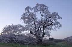 朝桜