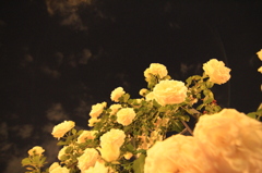 黄　薔薇　夜