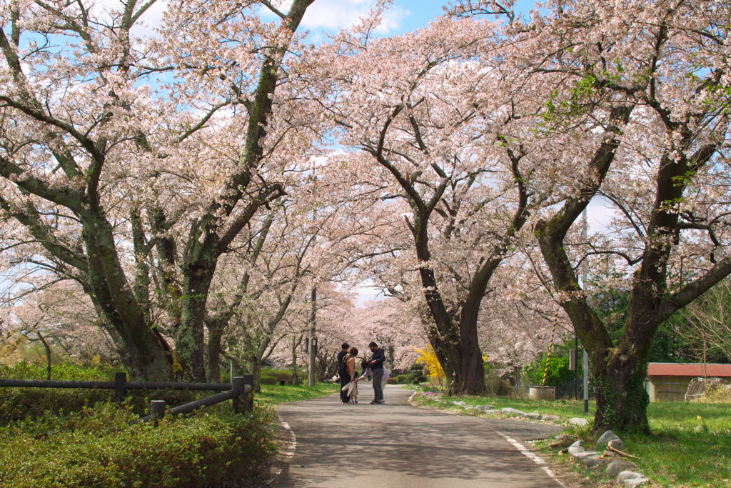 笹原川千本桜～散策