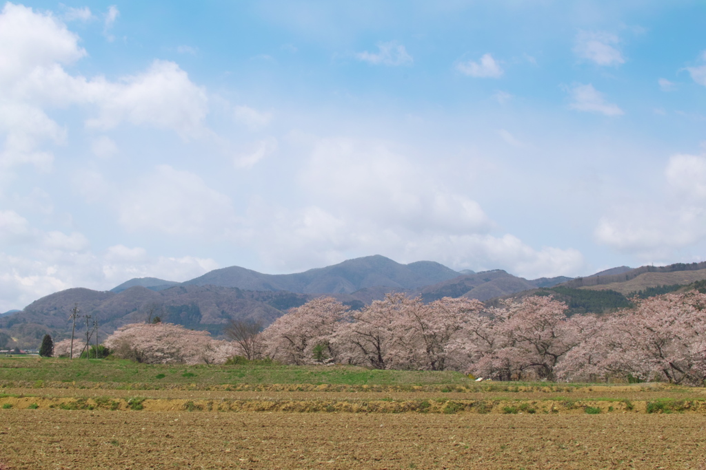 笹原川千本桜～桜の回廊
