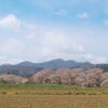 笹原川千本桜～桜の回廊