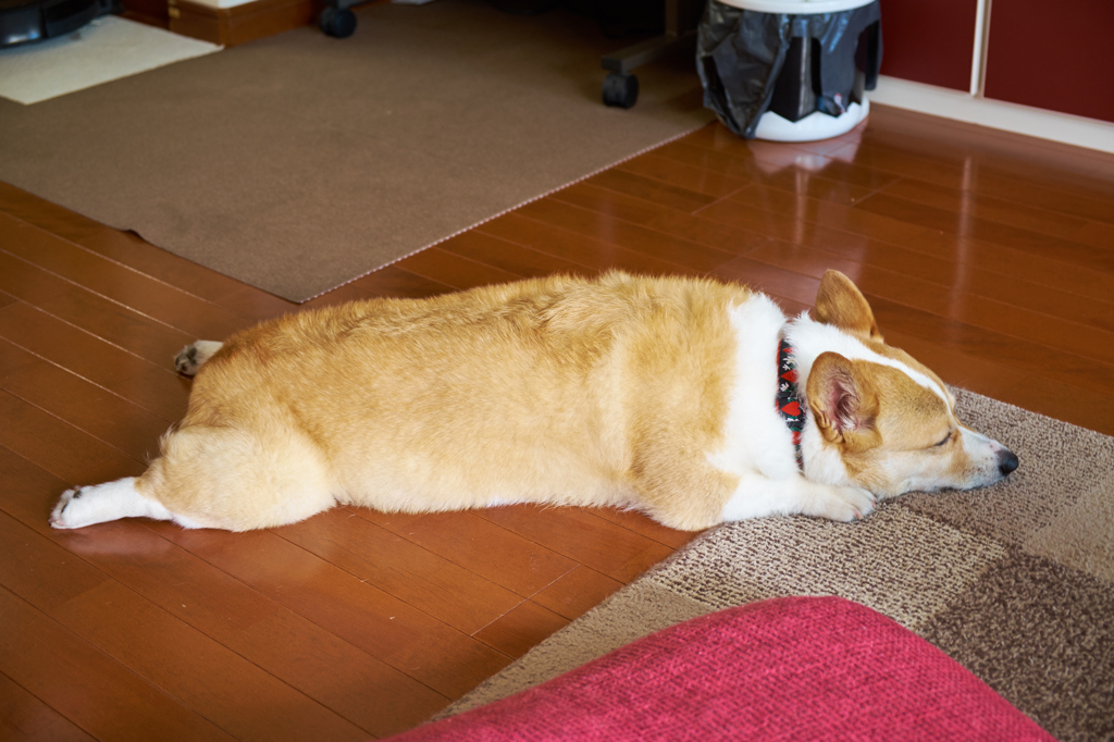 ここあのびきっています。