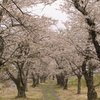 笹原川千本桜～桜の迷路