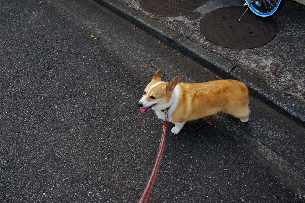 ここあ散歩中〜