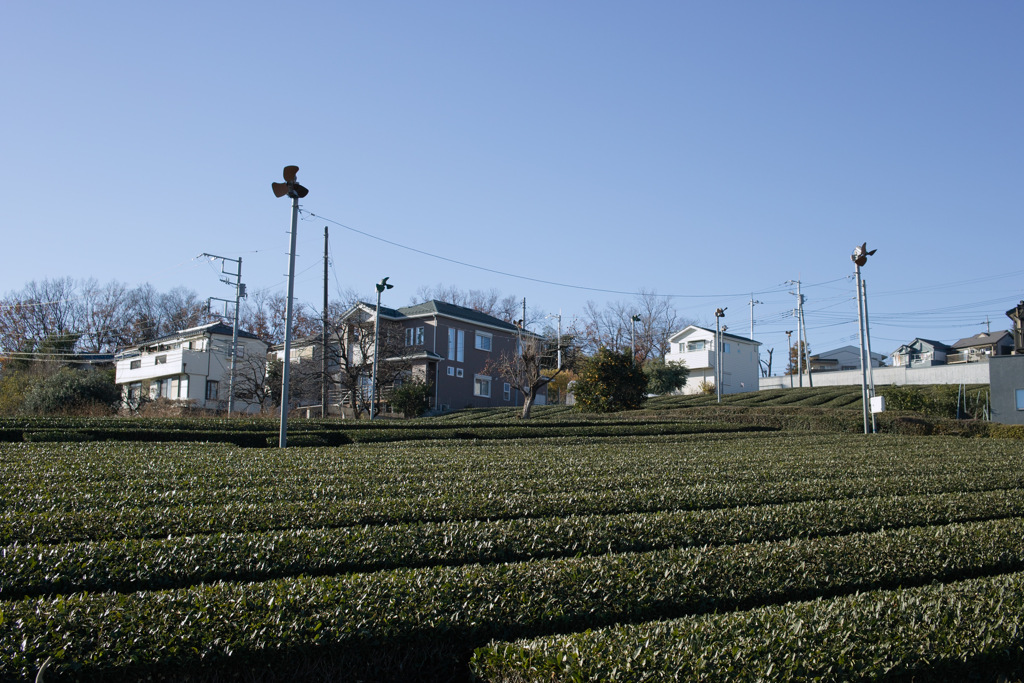 DP2xファーストショット～冬の茶畑