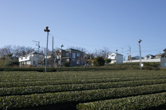 DP2xファーストショット～冬の茶畑