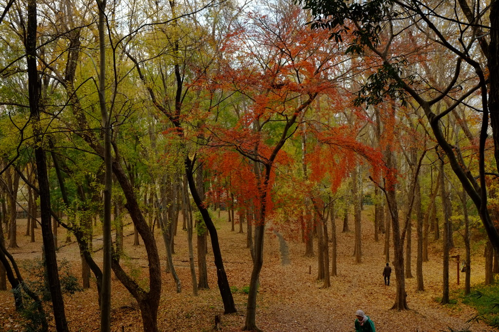 都立狭山公園にて（3）