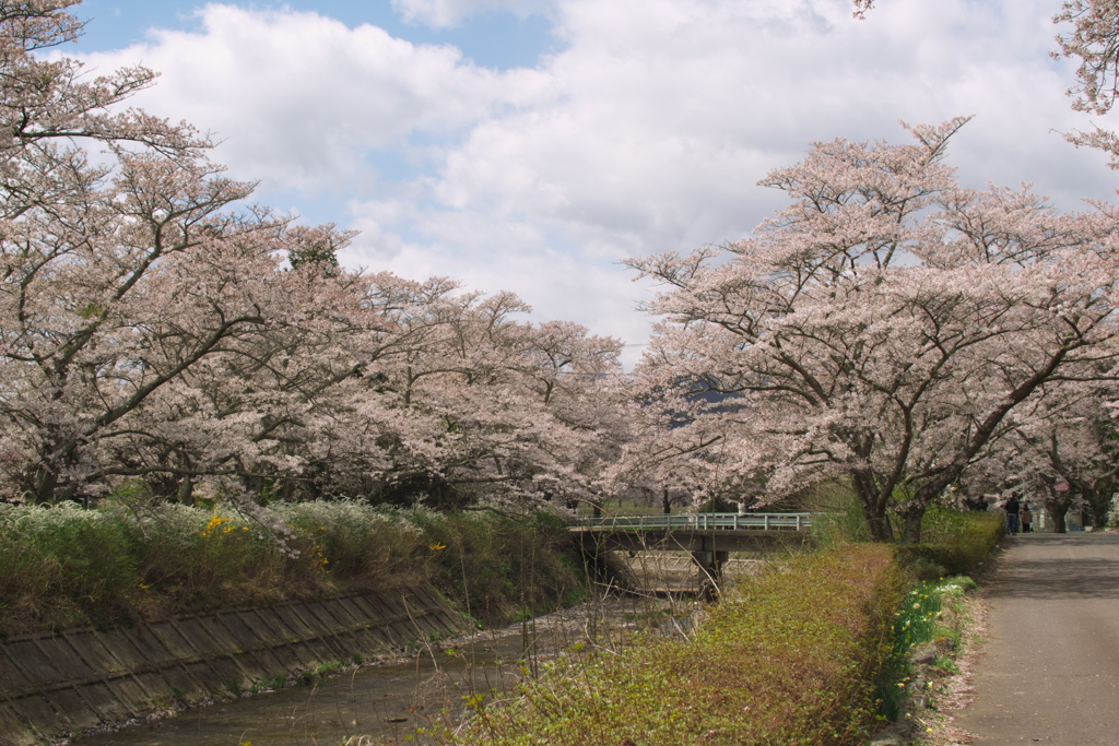 笹原川千本桜～川に装飾