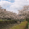 笹原川千本桜～川に装飾